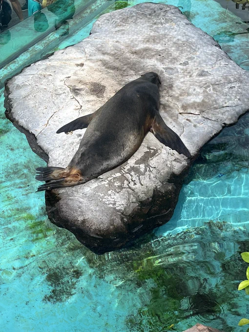 これは動物園フォト 