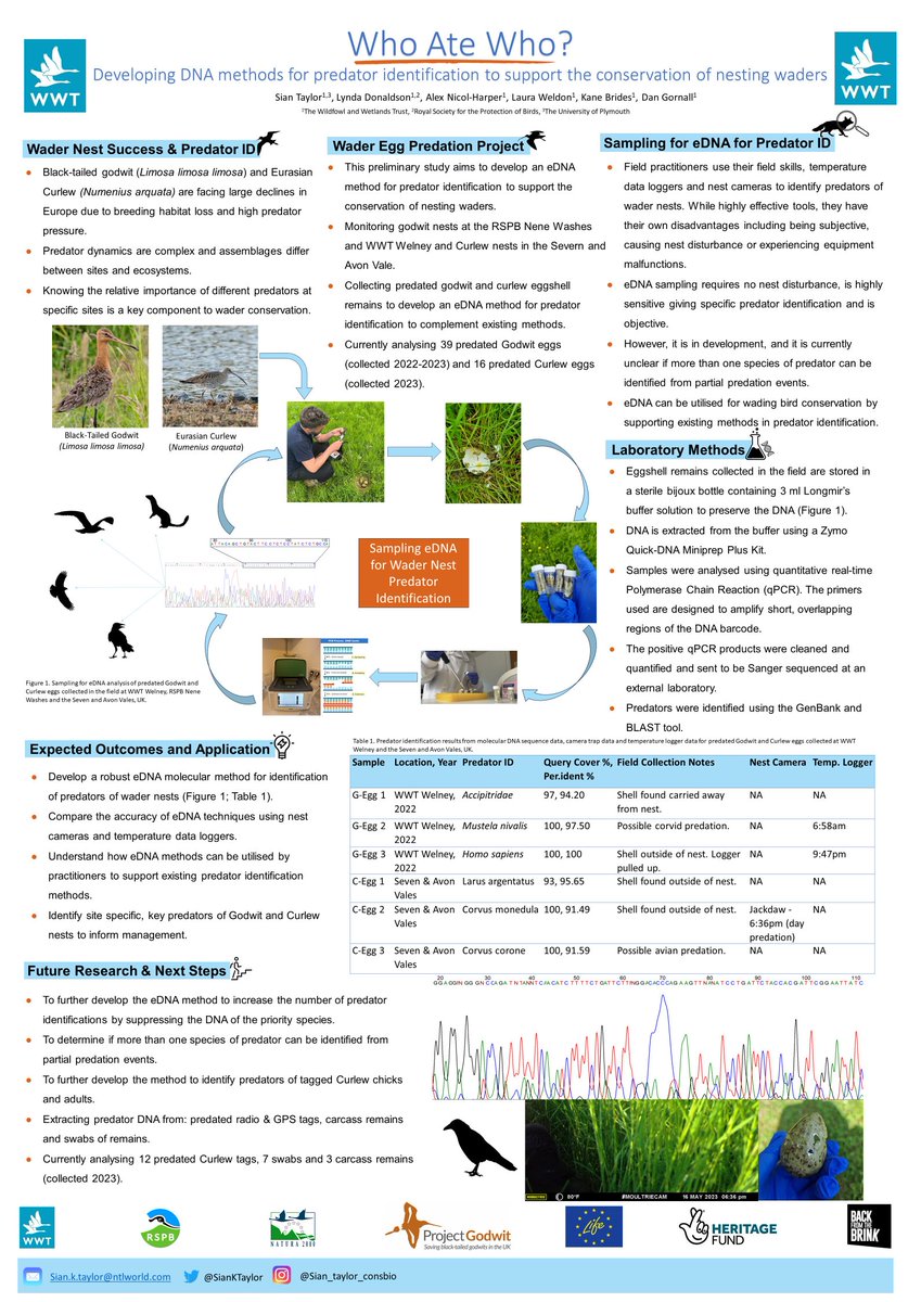 🖼 Poster sneak peak - 'Who ate who?' @SianKTaylor @WWTconservation are developing new methods to use DNA to identify predators and better support conservation of nesting waders #IWSG2023