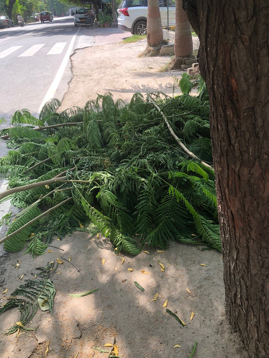 Shobhit1803's tweet photo. @CeoNoida @noida_authority Person in pic claiming to b from horticulture dept tried to hit our gardener and got violent when gardener collected the branches that broke from the storm. Despicable behavior as this is no way to celebrate #SwachhBharat  Request action pls 🙏 #Noida https://t.co/yPTNWxmFjF
