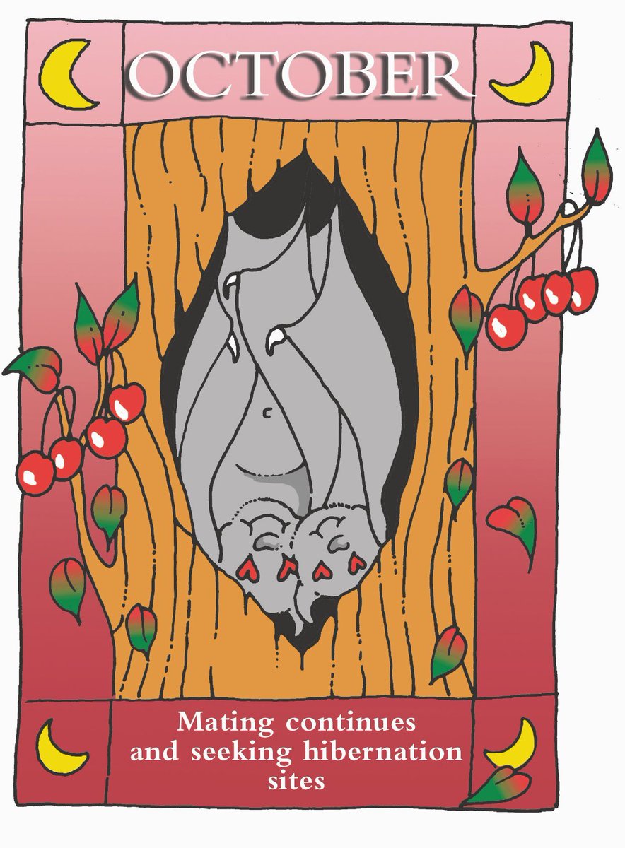 October is here! More mating is taking place, and building up fat reserves is becoming crucial to survive the winter season. Bats are seeking suitable hibernation sites, and beginning periods of torpor.