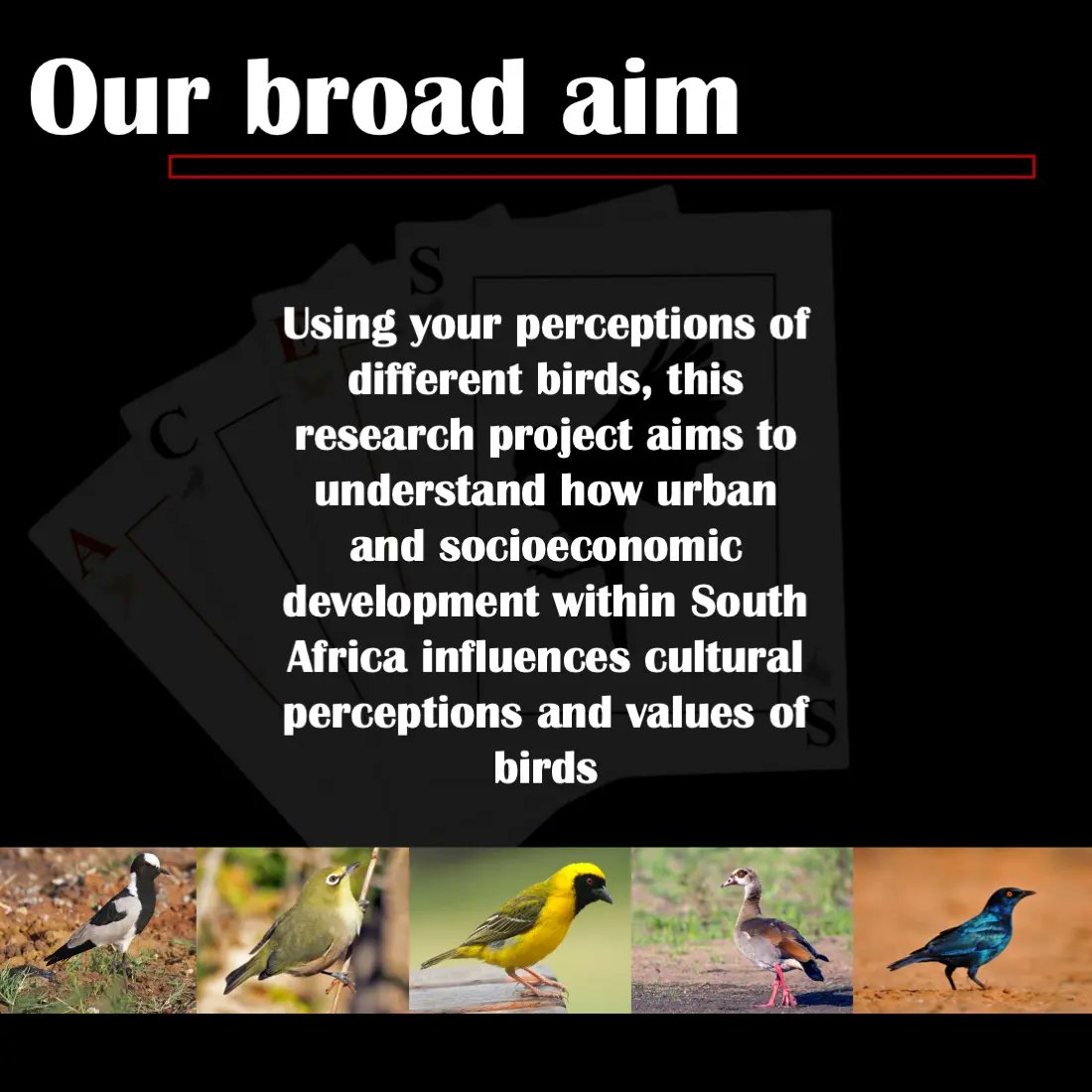 aviancesproject's tweet photo. The ACES project sets out to determine how SA residents perceive and value different #birds.

While there are many birds across our country and the different provinces, we are currently focused on 42 species in four cities - find links to surveys on our page and in our bio! https://t.co/LMgKHUFTAQ