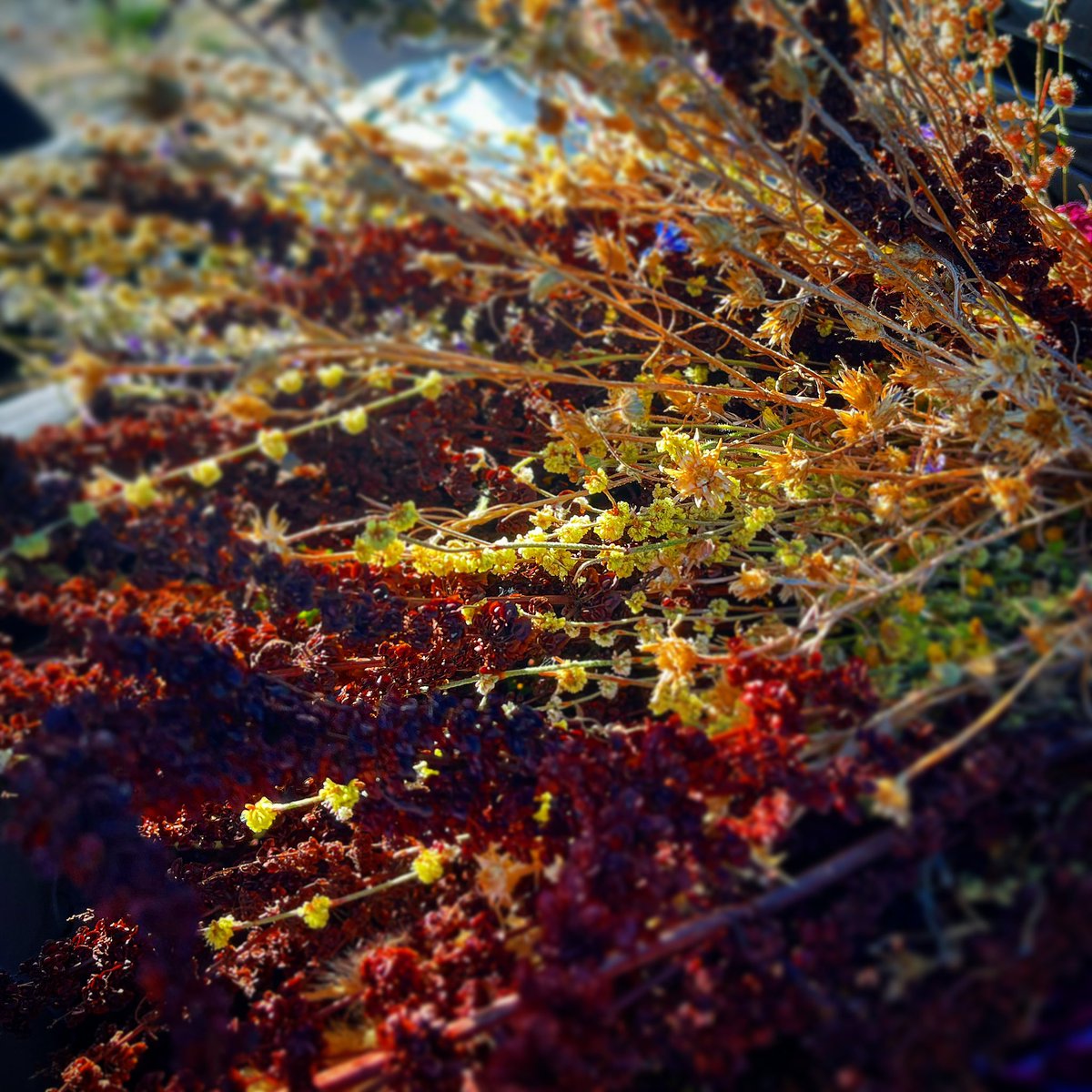 🍃🌕🌖🌗🌘🌑🌒🌓🌔🍂