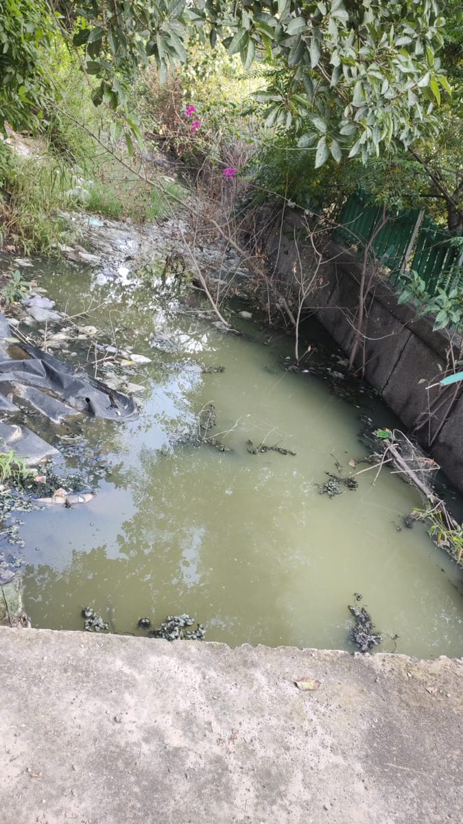 kmtyagi's tweet photo. @noida_authority @CeoNoida @UPGovt @myogioffice @myogiadityanath requests you to please instruct the vendor to clean the green belt of Sector 107, DSC road Pillar number 70 to 80. It is drawn and has so much water due to the chocked drain for a long time. https://t.co/1yP5qsoq3l