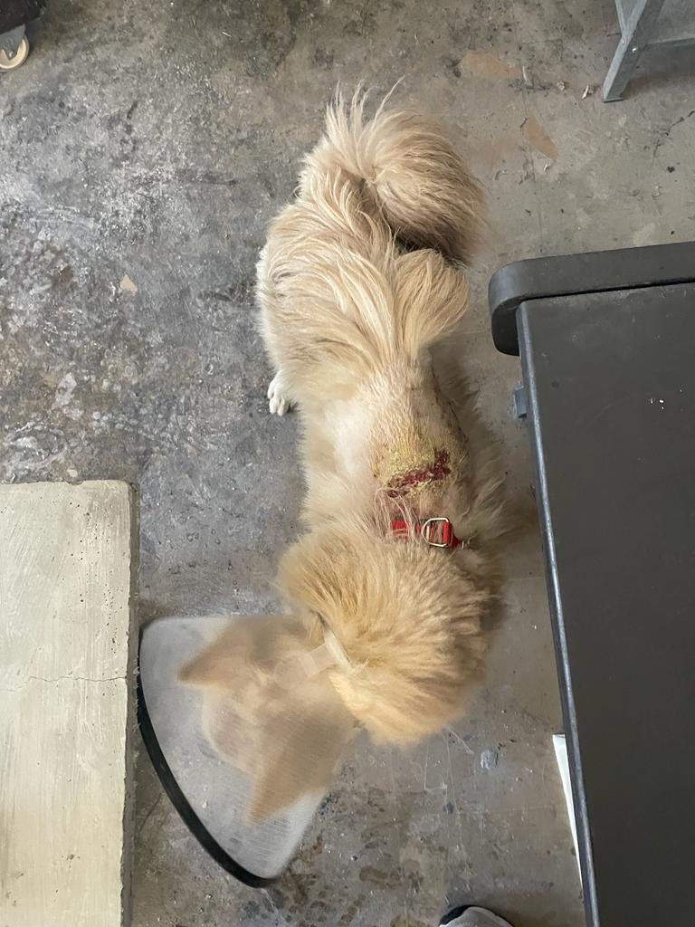 Dün Cihangir’de tasması ile bulundu. Sırtında egzaması var. Ufak ırk erkek. Sahibini arıyoruz.