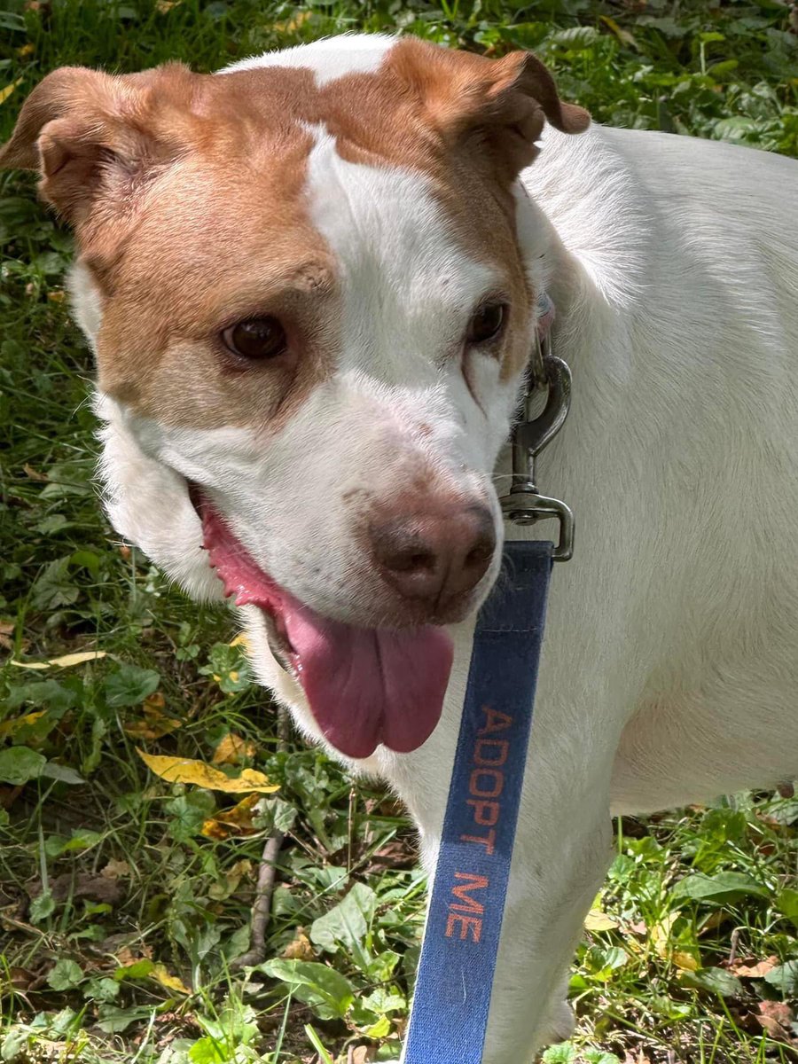 SPCAofTC's tweet photo. The sun is out and what better way to enjoy our #SundayFunday than to take this beauty for a hike at @CUintheGarden! Ms Cameron aka CammyCam is shy at first but once she likes you, she’s allll smiles 🥰

Stop by the shelter to meet her and learn more here: https://t.co/afq0WNtvcR https://t.co/GPlW03Z90w