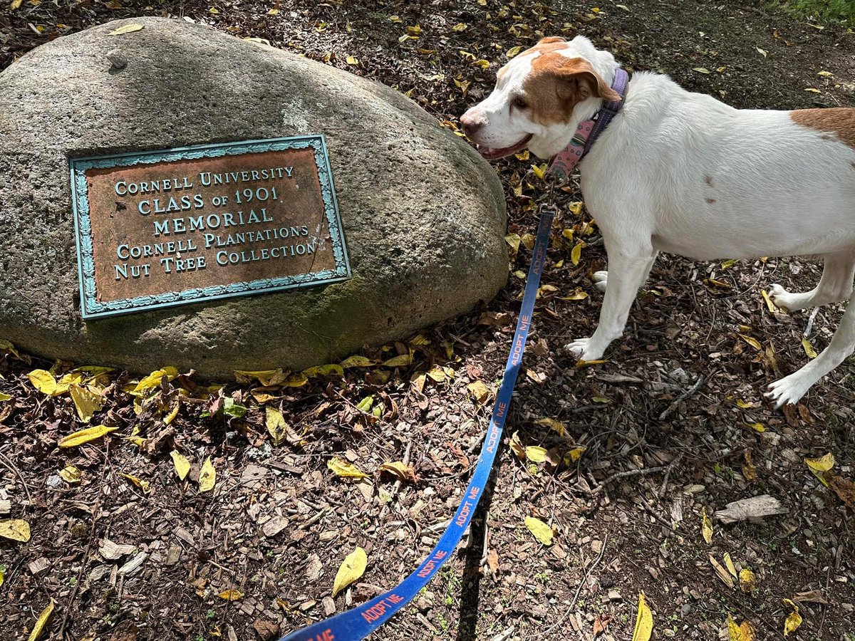 SPCAofTC's tweet photo. The sun is out and what better way to enjoy our #SundayFunday than to take this beauty for a hike at @CUintheGarden! Ms Cameron aka CammyCam is shy at first but once she likes you, she’s allll smiles 🥰

Stop by the shelter to meet her and learn more here: https://t.co/afq0WNtvcR https://t.co/GPlW03Z90w