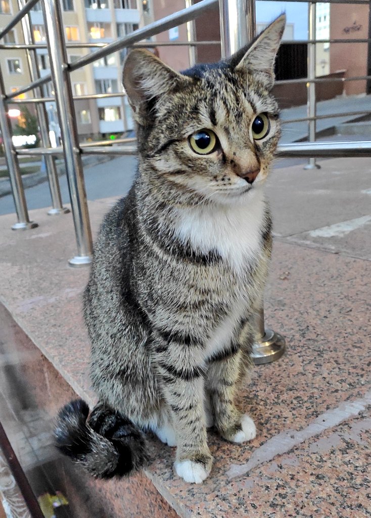 🐾 Астана 🐱

На Кайыма Мухамедханова 17, живет на улице невероятно милая кошечка! Ищем ей дом перед холодами. Она супер ласковая и дружелюбная, совсем ещё маленькая. Помогите найти ей новую семью! 🏡💕