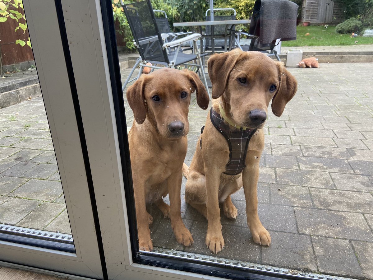 foxredlabdogs's tweet photo. It wasn’t us, we don’t even like water 💦 💦 #sisters #labs #mischief #puppiesoftwitter #sundayvibes #1stofOctober https://t.co/WtNATG8HwR