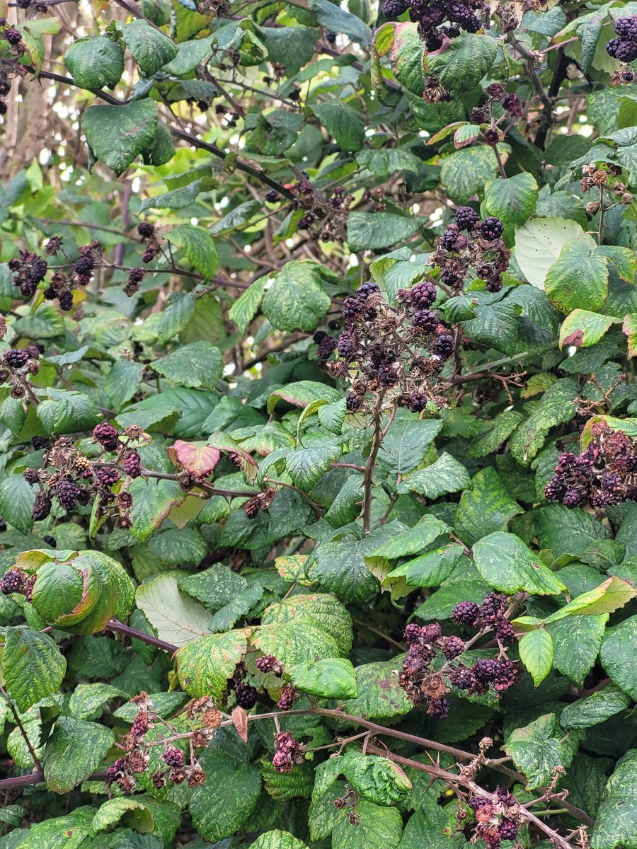 Spencer Kelly tweet media