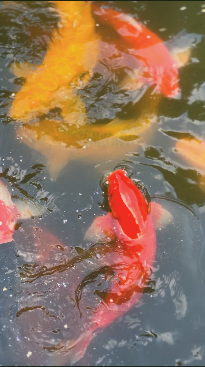 Clairecccck's tweet photo. Today we went to #Hangzhou #Botanical #Garden, where a lot of #goldfish were raised. Hangzhou is the birthplace of goldfish. Zhao Gou, Emperor Gaozong of the Southern Song Dynasty, was obsessed with goldfish. Goldfish farming became popular from then on. #plants #animals #China https://t.co/z6tbMOJ0MA