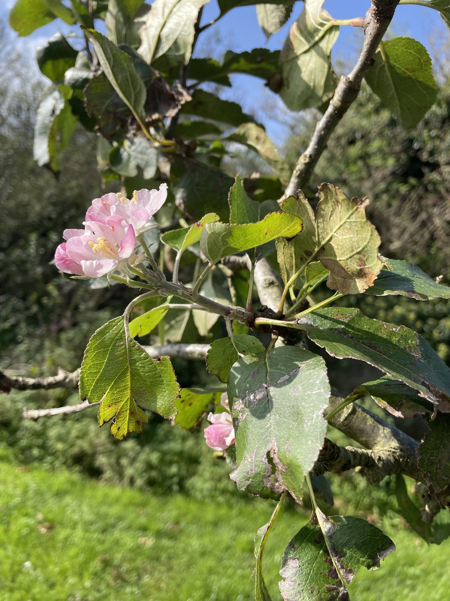 ProfMPatterson's tweet image. Blossom on my apple tree. Surely this is not normal for this time of year?