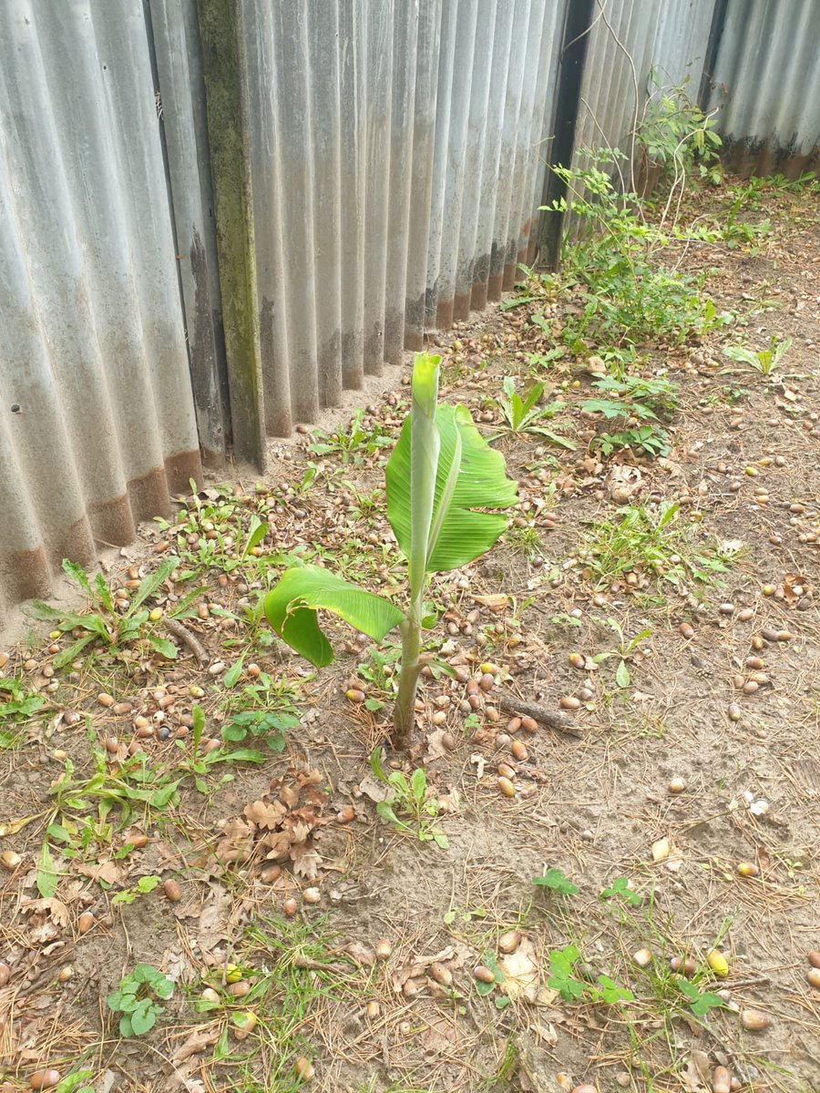I planted this plantain from Cameroon 🇨🇲 in Germany 🇩🇪 last June. It has grown so beautifully but, how do I preserve it with the coming winter?