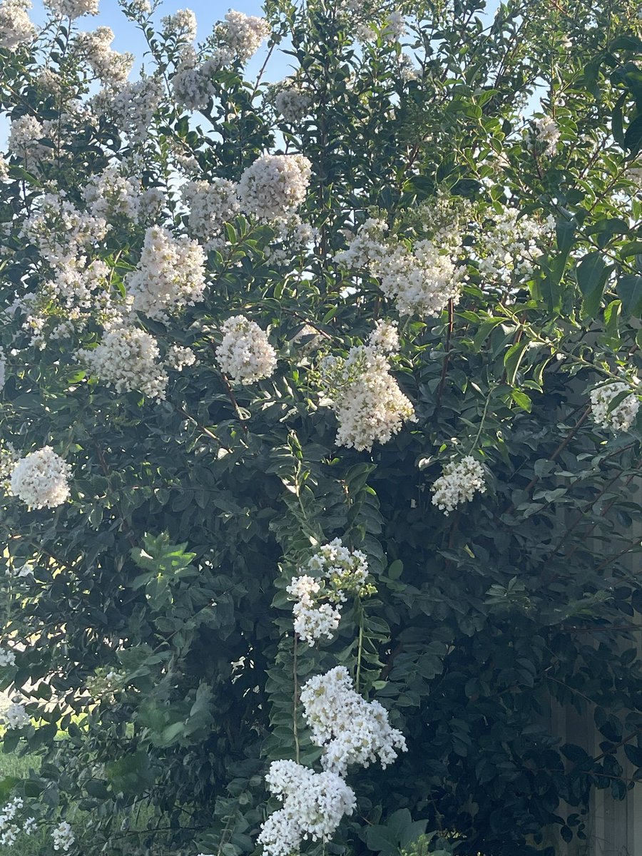 Loving the blooms