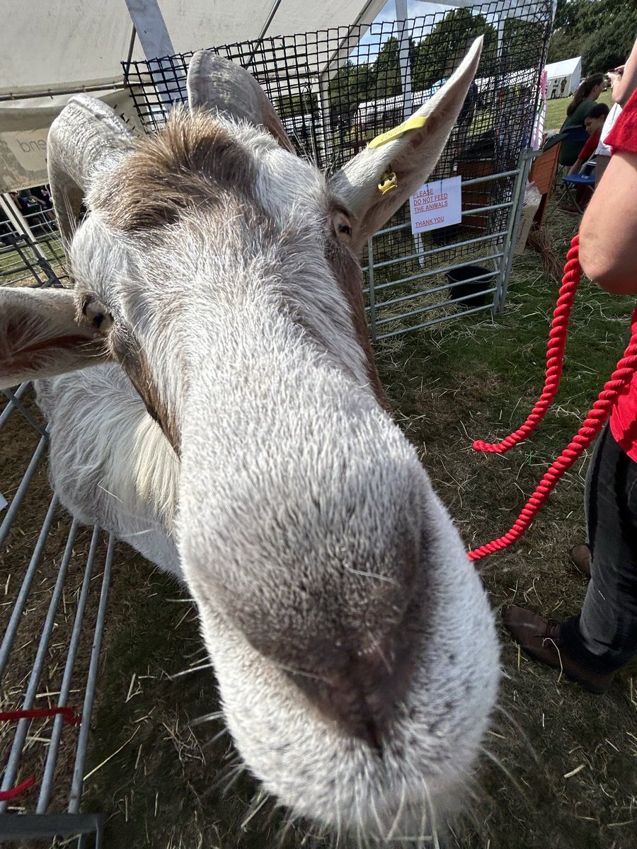 This weeks schedule ☀️ 🐐