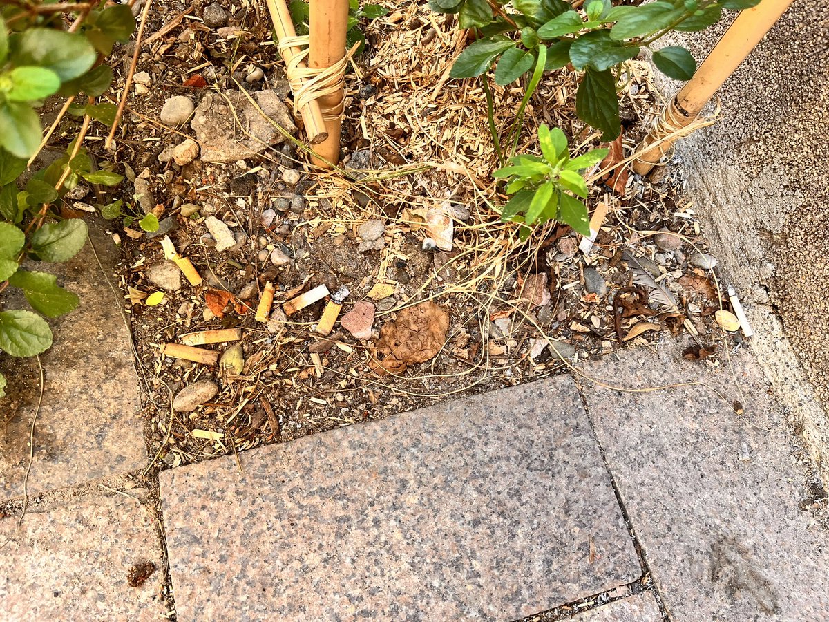 Si la fumée de cigarette est un excellent engrais pour le cancer 🫁, les mégots en revanche NE SONT PAS un engrais pour les parterres de plantes 🌱 🌺 jetez vos mégots à la poubelle 🗑️ bordel ! 🤬