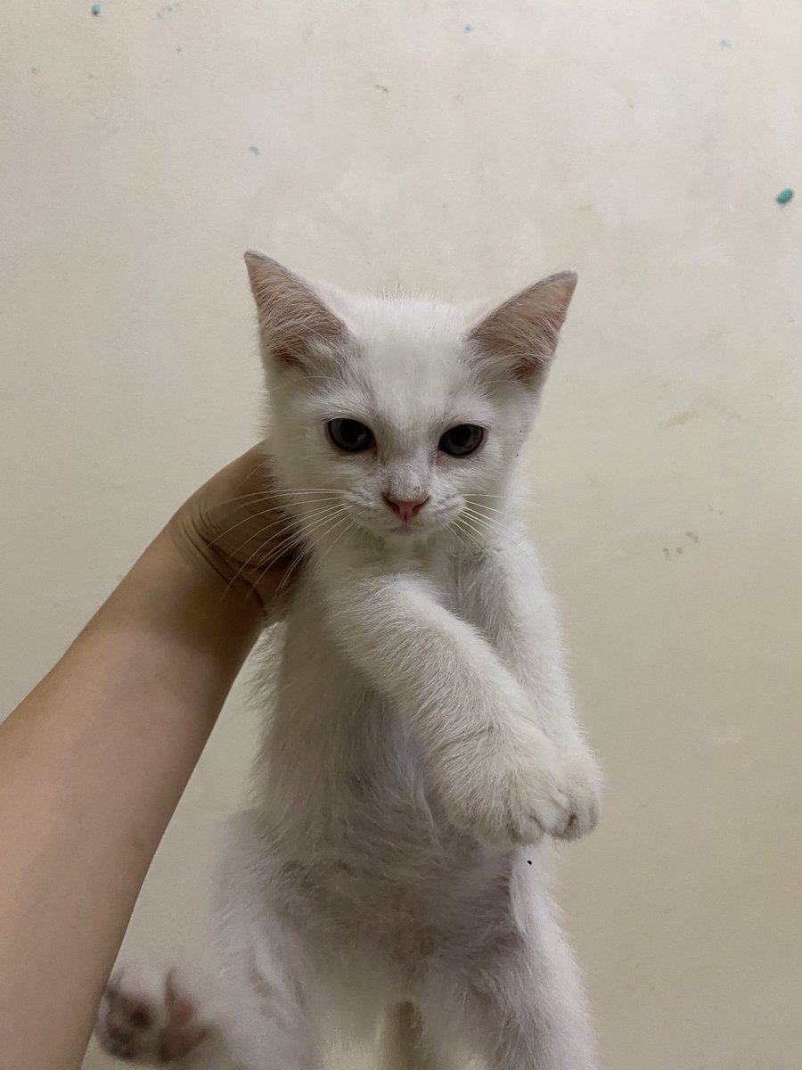 ohokaybabe's tweet photo. meet my new baby tabby &amp; bella 

2 month old - https://t.co/gnXw5Pucmr