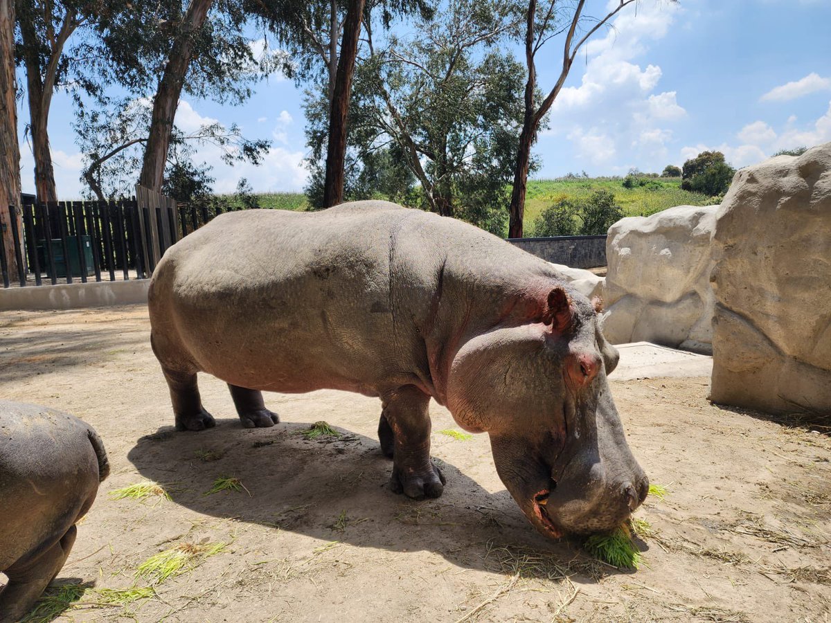 EdomexTurismo's tweet photo. Inicia #octubre en el #EstadoDeMéxico y que mejor que en el Parque Ecológico Zacango. Admira y conoce a los mil 262  ejemplares de 180 especies animal 🦒 🦧🐘🦛🦏.,
#TurismoEdoMéx #PorElPoderDeServir https://t.co/DDhrTxrJPV