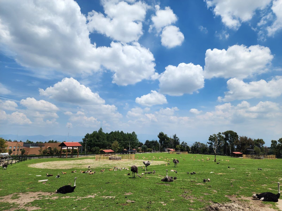 EdomexTurismo's tweet photo. Inicia #octubre en el #EstadoDeMéxico y que mejor que en el Parque Ecológico Zacango. Admira y conoce a los mil 262  ejemplares de 180 especies animal 🦒 🦧🐘🦛🦏.,
#TurismoEdoMéx #PorElPoderDeServir https://t.co/DDhrTxrJPV