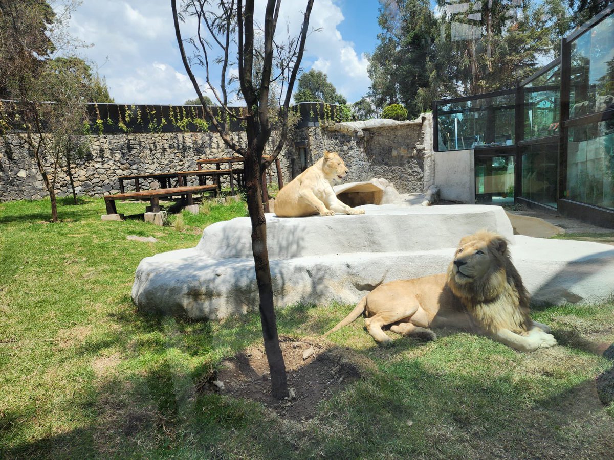 EdomexTurismo's tweet photo. Inicia #octubre en el #EstadoDeMéxico y que mejor que en el Parque Ecológico Zacango. Admira y conoce a los mil 262  ejemplares de 180 especies animal 🦒 🦧🐘🦛🦏.,
#TurismoEdoMéx #PorElPoderDeServir https://t.co/DDhrTxrJPV