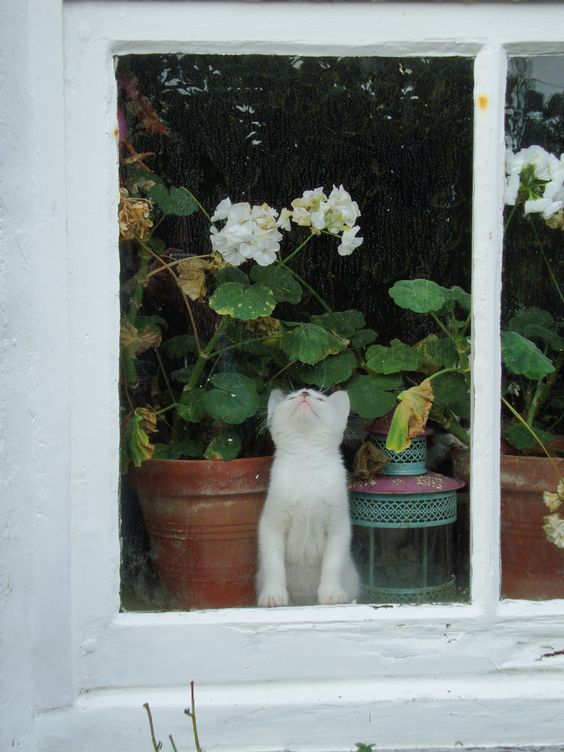 poeticalphotos's tweet image. 