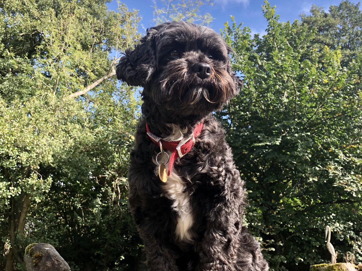 ForestMillCott's tweet photo. 🐾1st October is ‘National Black Dog Day’🐾

You don’t need a black dog to stay at Forest Mill Holiday Cottages on the Herefordshire/Welsh border, you don’t need a dog at all😍
https://t.co/Q6UsSJWWpa

#dogfriendly #visitherefordshire #visitwales @NatlBlackDogDay https://t.co/Y6yhMRo5WD