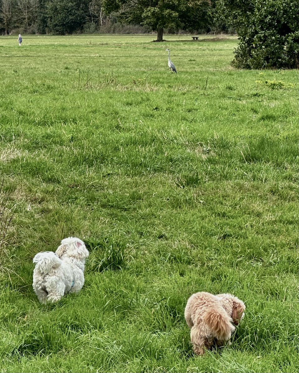 JimDavisOnAir's tweet photo. We've been #wildlife spotting on our walk today! I'm with you as always this evening @magicfm Share your #WeekendHighlights with me for a #SunShoutOut all with the perfect tunes to wind down the weekend! Join me from 7-10pm https://t.co/NaaiqMIdOD 🪿 #nonsuchpark #heron https://t.co/Ux8LZyOA32