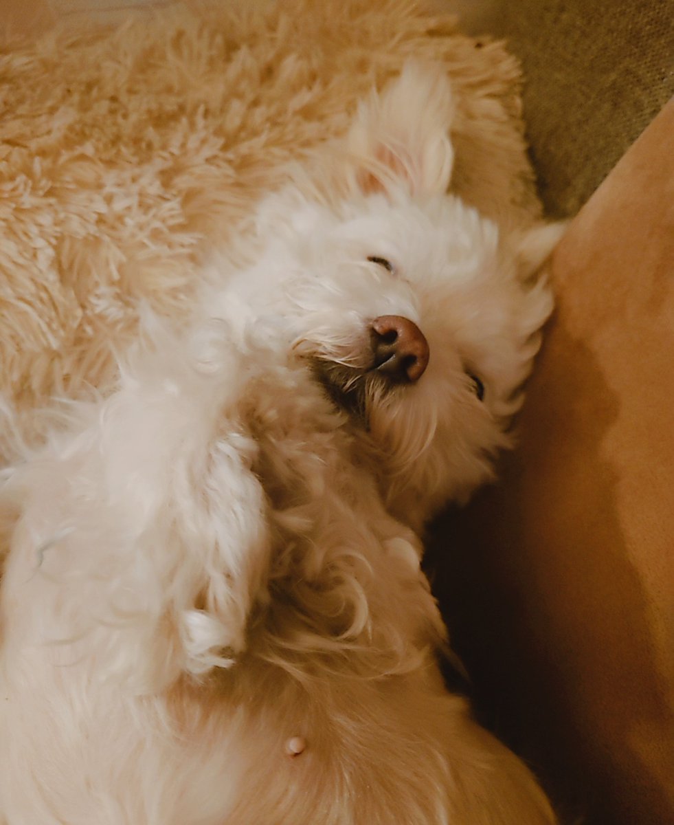 lelsiosion2311's tweet photo. その寝顔、一生守る😇🫶🩷
#愛犬 #わんこ #犬
#チワマル #寝顔 #天使 https://t.co/A7tPG7mO0t