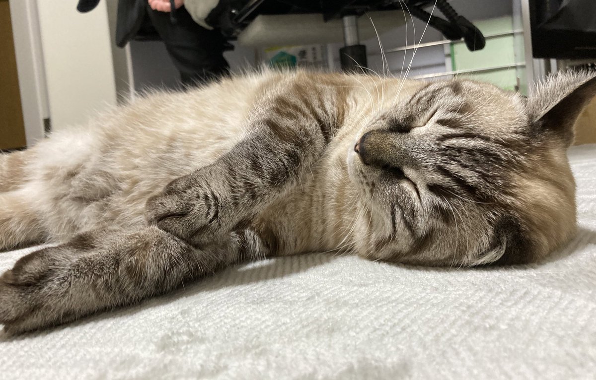 fuchan0720's tweet photo. ゴロゴロしてたら

ゴロゴロに付き合ってくれた

優しいふーちゃんです笑🤭

#猫
#猫がいる幸せ 
#猫がいる暮らし 
#シャムトラ 
#猫好きさんと繫がりたい https://t.co/HSGUISXRDE