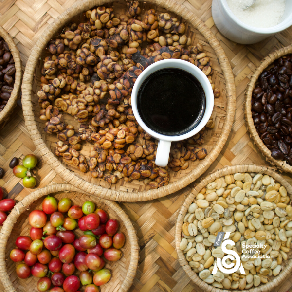 scafrance_news's tweet photo. La SCA France vous souhaite une excellente journée internationale du café ! ☕

❤️ La #scafrance vous souhaite un moment délicieux en compagnie de votre tasse, enveloppée de ses arômes subtils et envoûtants ! 

#specialtycoffee #cafedespecialite #journeemondialeducafé ️#barista https://t.co/DaYYCMH19w