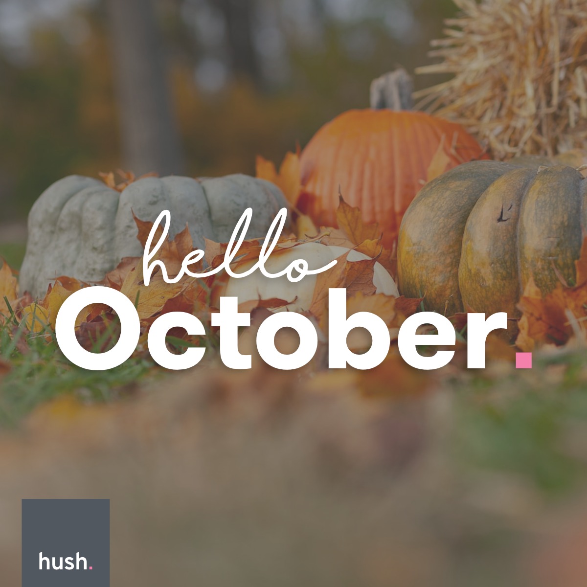 Hush Digital tweet media