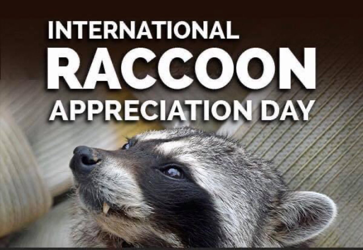✨🦝 Happy International Raccoon Appreciation Day! 🦝✨