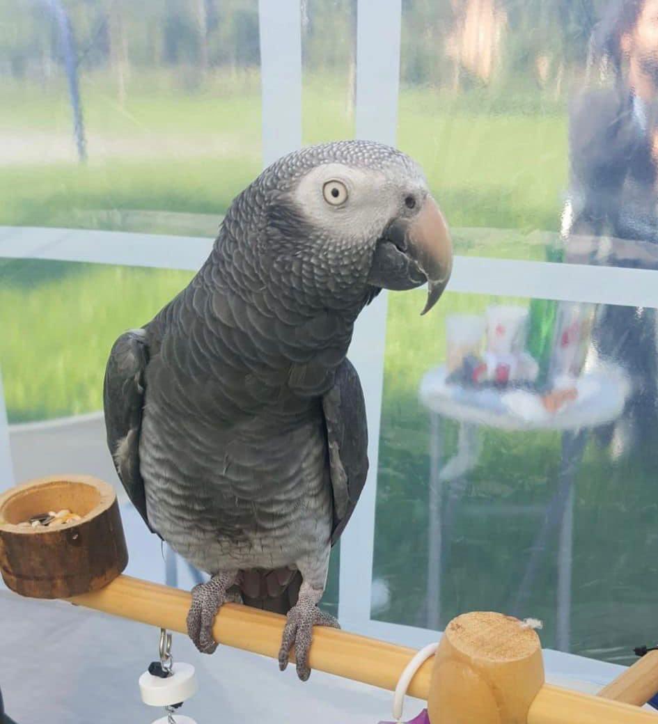 DierenAmsterdam's tweet image. Vermiste papegaai

Graag zou ik een ieder willen vragen om deze post massaal te delen. Momenteel is Coco vermist, mocht u iets hebben gezien of hebben gehoord in de omgeving van Ijburg.

Omschrijving: Grijze/Rood staart 
                         24 Jaar oud…