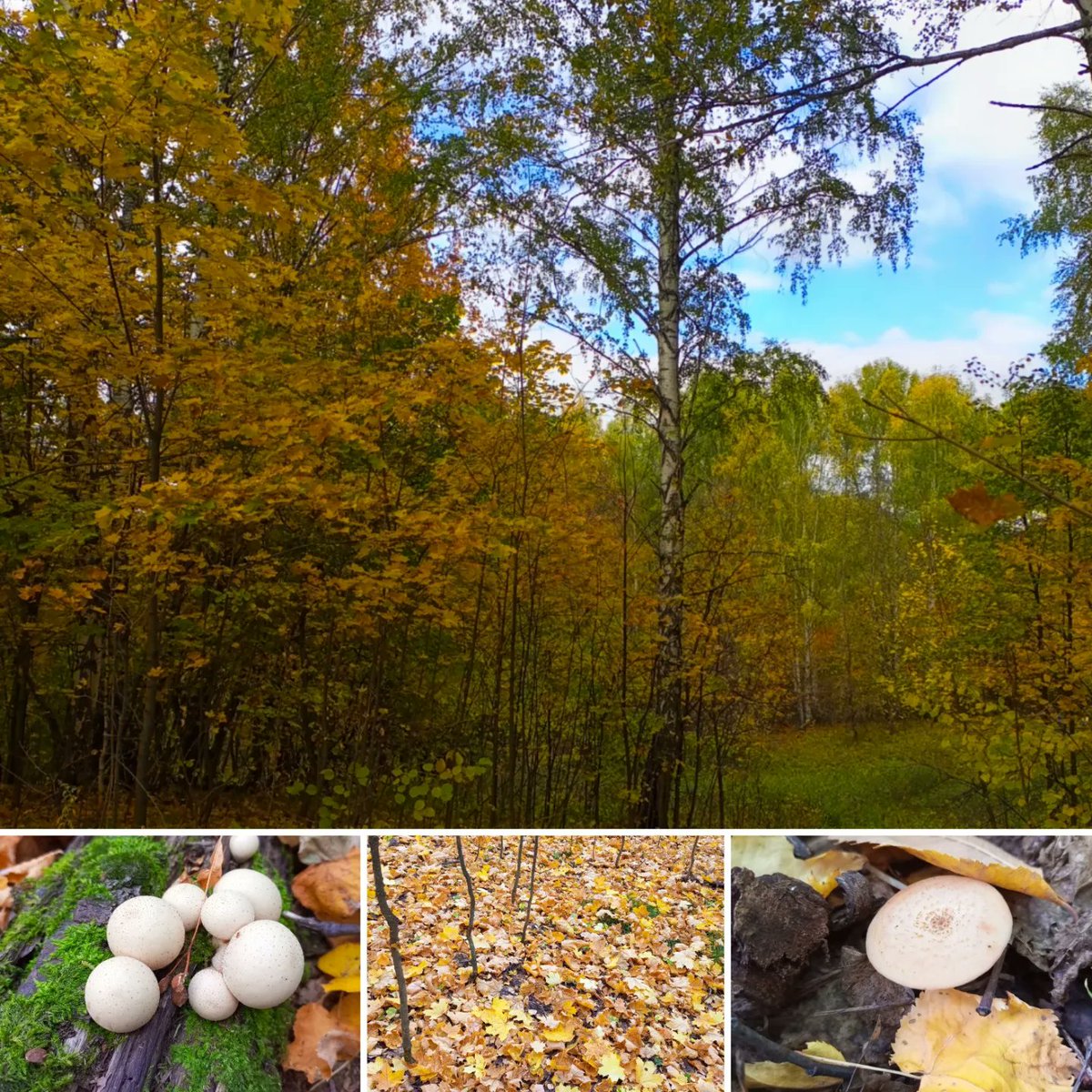 DrobotovAA's tweet photo. Золотая осень, лес, грибные угодья!
🍄
Прогулялись по нашим лесам, порадовались темплой погоде и насладились местными осенними красками. 
🍁
Чудесная природа, замечательные люди, прекрасный город! 
🏞
#Россия #Самарская_область #Тольятти #КрасотыРоссии #Лес #Грибы https://t.co/2hLr7AzGJG