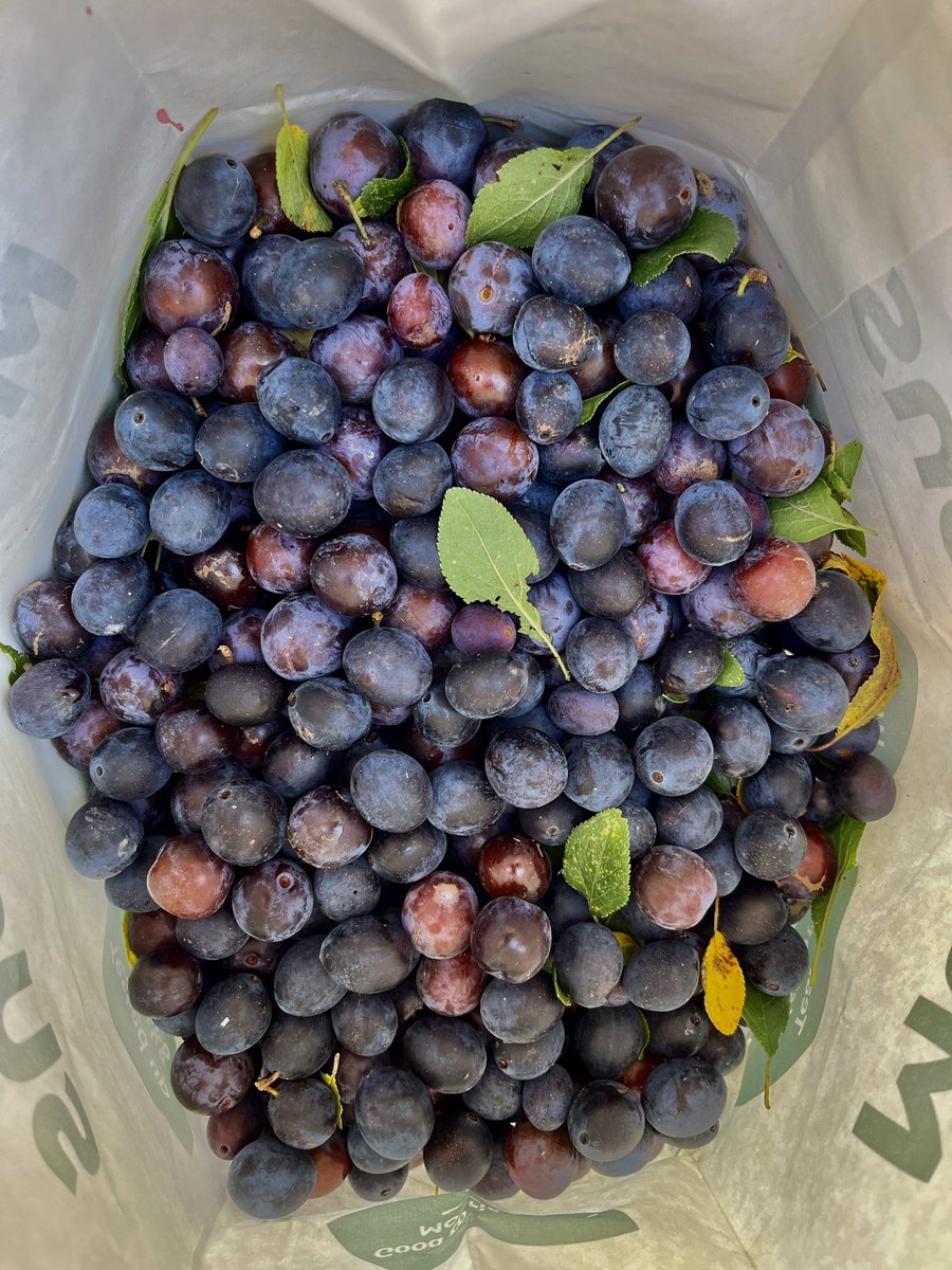 We went fruit hunting!🍏
We went to pick fresh fruits from the wild which will be used to make our ice creams. 
#icecream #freshfruits