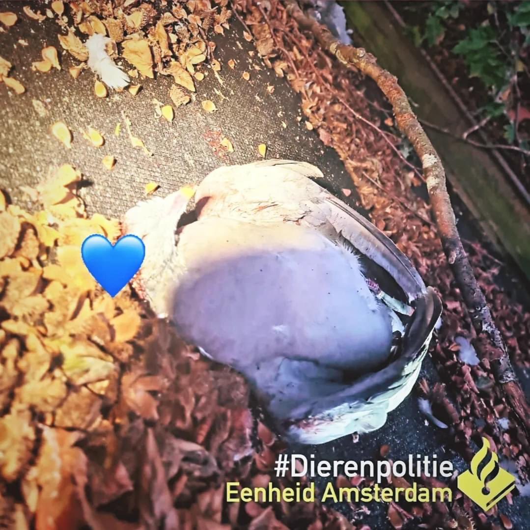 ***GETUIGEOPROEP***

Vandaag hebben collega's vanuit de Noodhulp en Forensische Opsporing onderzoek gedaan op de #Olympiaweg in #Amsterdam Zuid waar er duiven met een, vermoedelijke, luchtbuks zijn doodgeschoten.
Omdat we nog geen idee hebben wie de duiven beschoten heeft, vragen