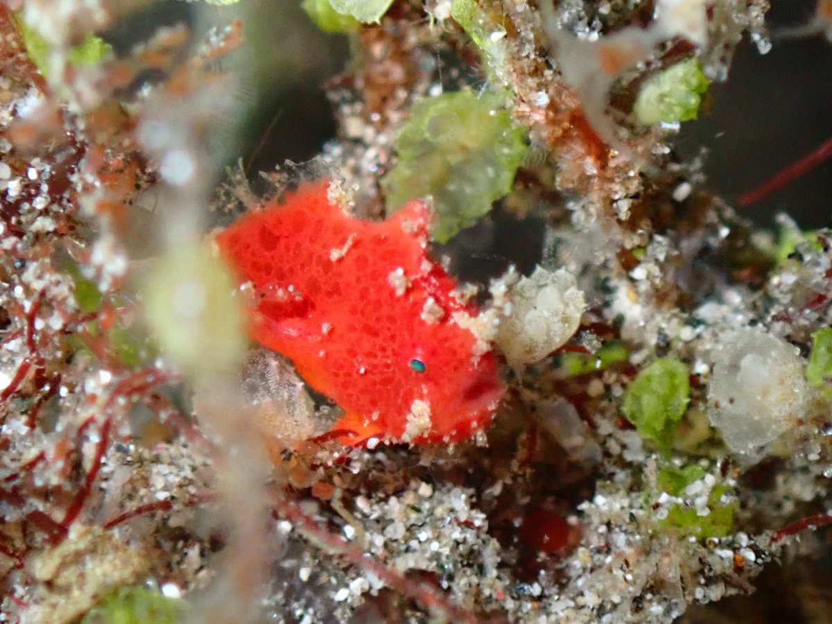 ClaassensLouw's tweet photo. Oh my!! Just look at this freaking teeny tiny little ball of absolute cuteness! Saw my first tiny #frogfish and I am totally smitten! Just look at that little hand! #TimorLeste is not disappointing on the #tinycritters! #cryptobenthic #teamfish #marinediversity #tinyfish https://t.co/jpvsrRIsMT
