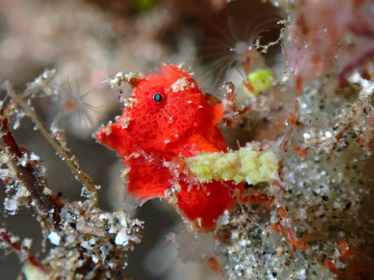 ClaassensLouw's tweet photo. Oh my!! Just look at this freaking teeny tiny little ball of absolute cuteness! Saw my first tiny #frogfish and I am totally smitten! Just look at that little hand! #TimorLeste is not disappointing on the #tinycritters! #cryptobenthic #teamfish #marinediversity #tinyfish https://t.co/jpvsrRIsMT