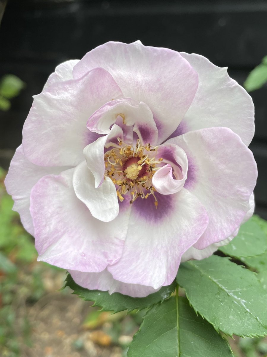 ‘For Your Eyes’ putting on a lovely Autumn flourish #roses #autumnflowers #gardening