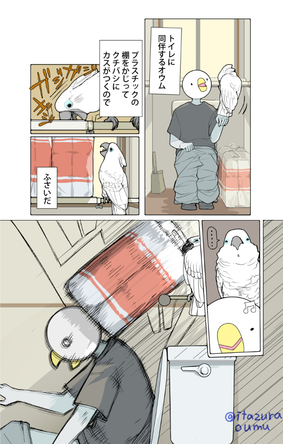 オウムは意外と力持ち