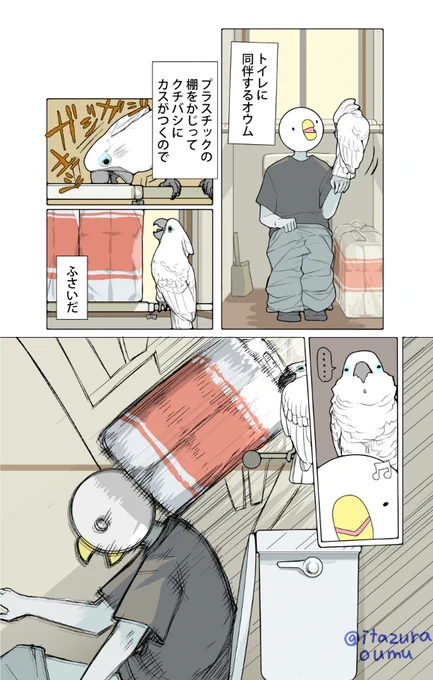 オウムは意外と力持ち