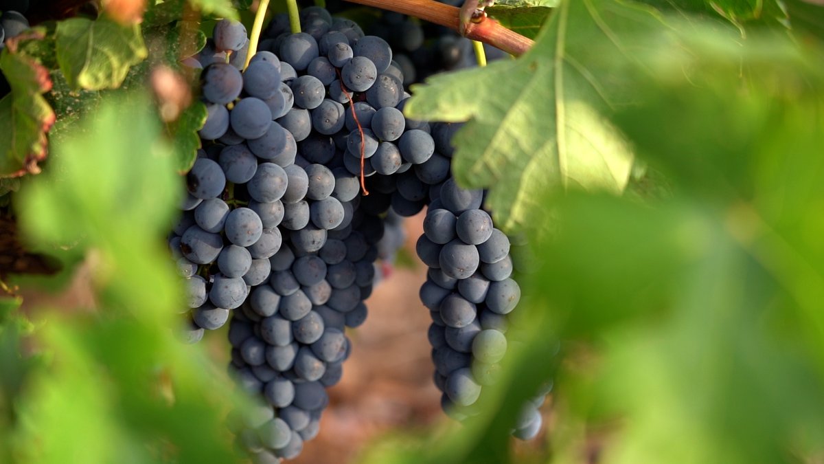 D.O. Cigales tweet media