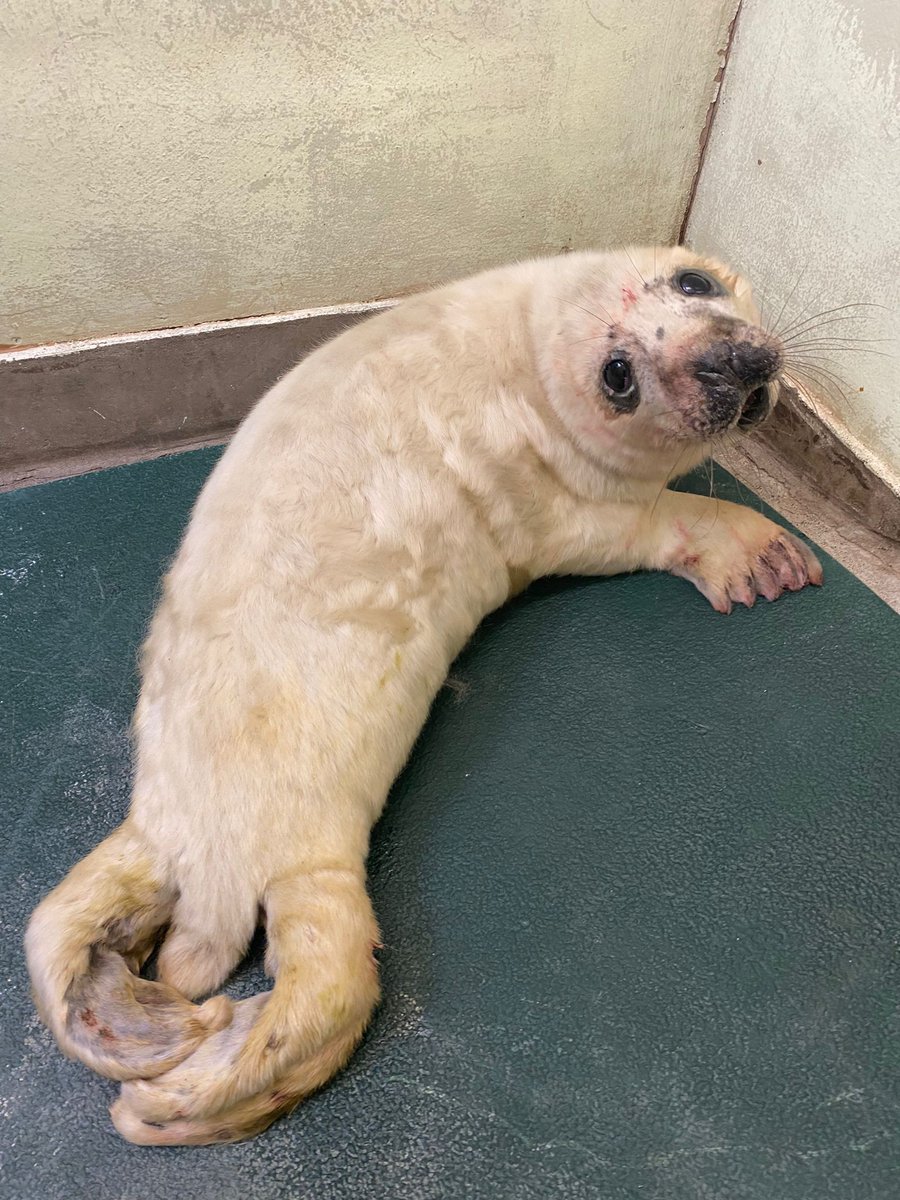 RSPCAStapeley Grange tweet media