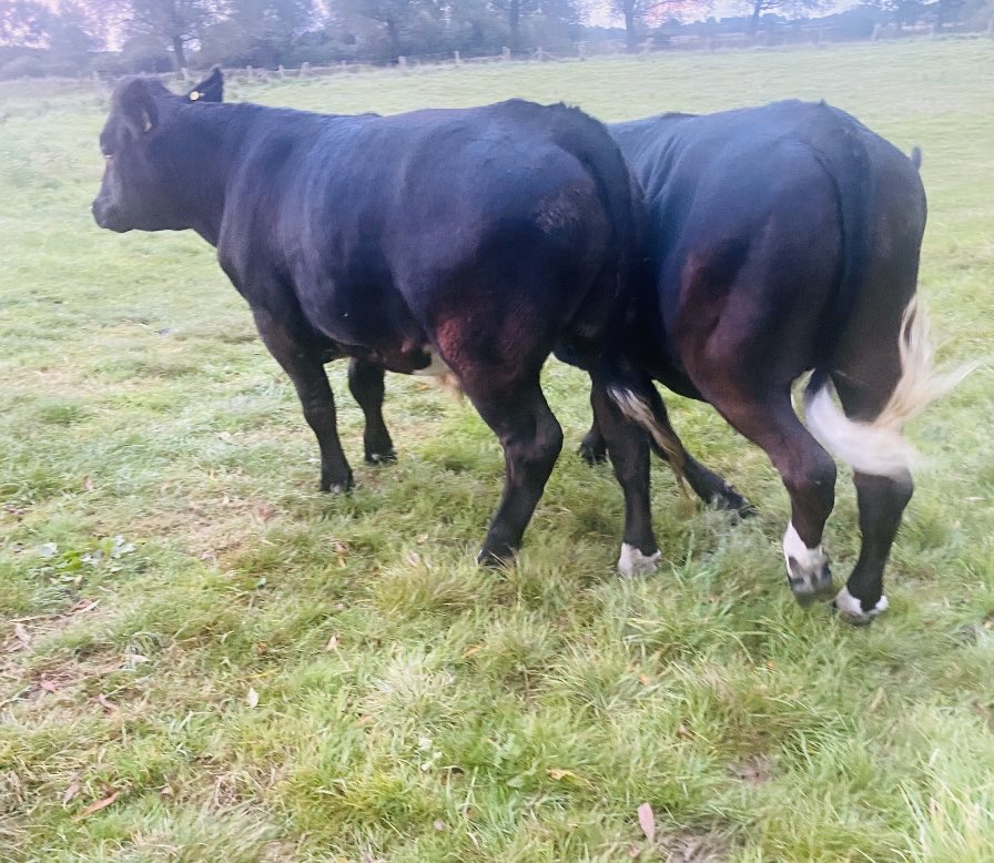 BritishBazadais's tweet photo. #bazadaise x dairy grazing second summer. Lots of great bulls available for easy calving out of dairy herd https://t.co/ufAWd22Sg6