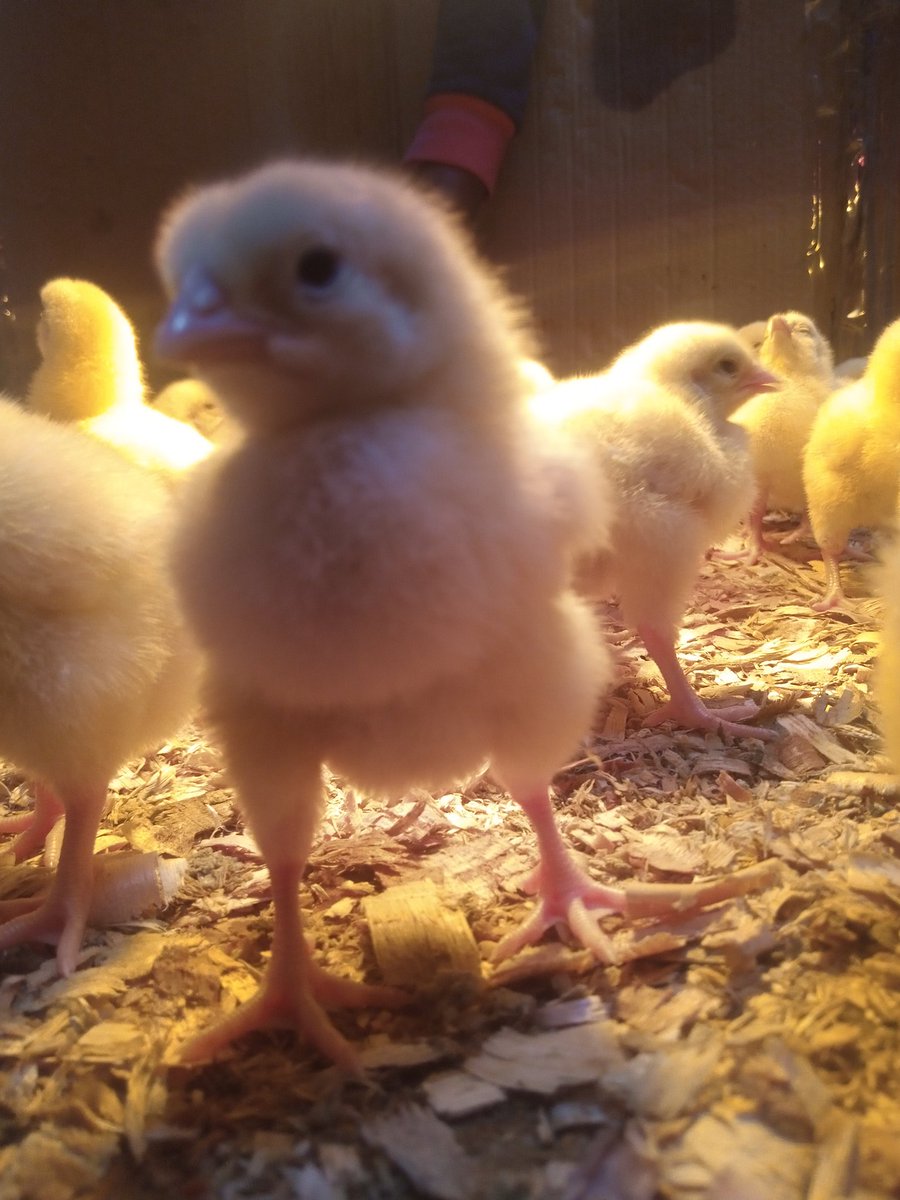 Baby broiler chickens are some of the cutest creatures on Earth! With their bright yellow feathers and big, curious eyes, they're sure to melt your heart. These chicks grow quickly, and they'll be ready for harvest in just a few months.