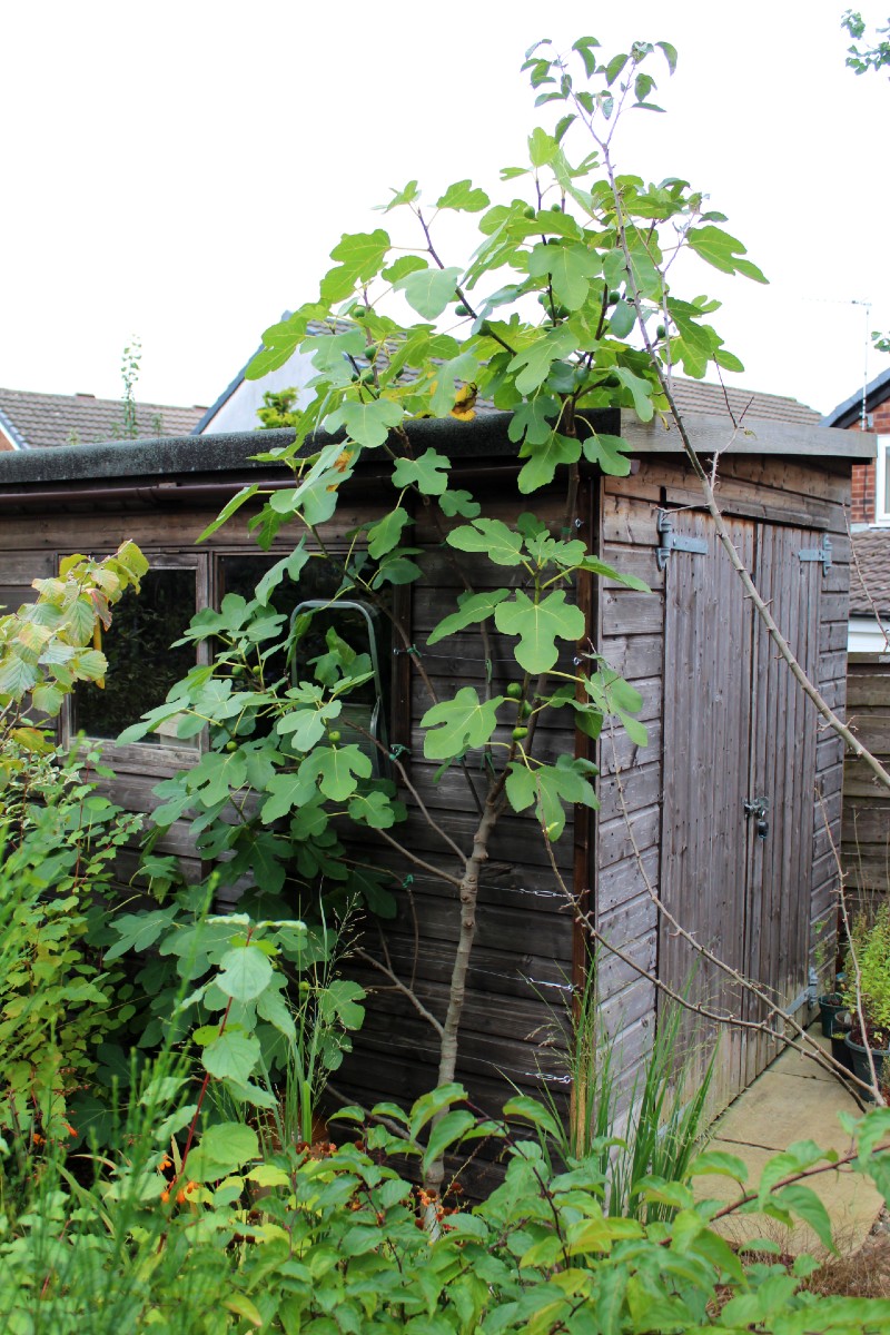 OrchardNotes's tweet photo. Here's an update on our back garden 'Brown Turkey' fig tree. Badly frost-blasted in May '21, it has made great progress since then, and produced a couple of dozen delicious #figs for us this year:
https://t.co/1Cl4FzKbVt
#orchard #topfruit https://t.co/ZZsDF2j5Ud