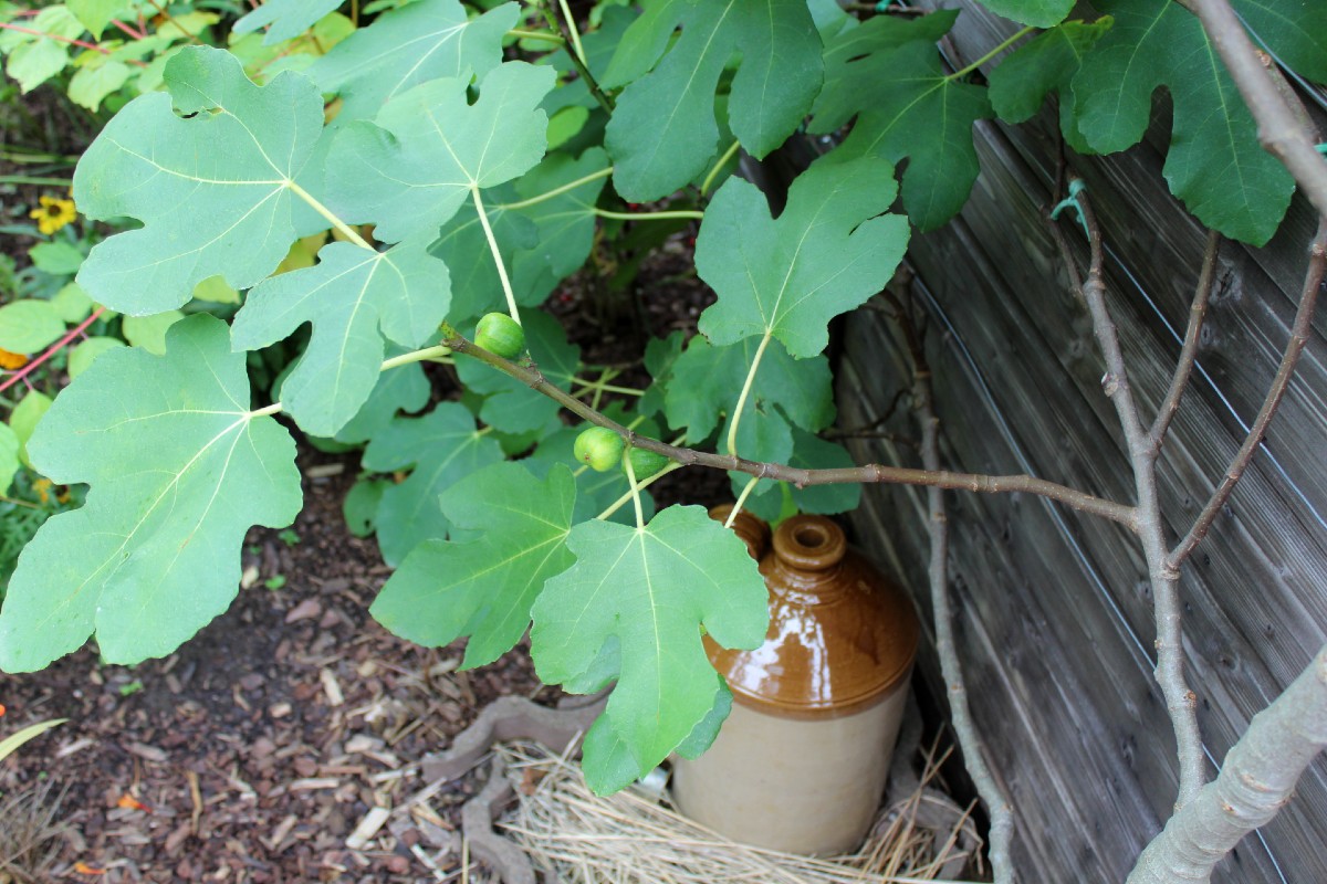 OrchardNotes's tweet photo. Here's an update on our back garden 'Brown Turkey' fig tree. Badly frost-blasted in May '21, it has made great progress since then, and produced a couple of dozen delicious #figs for us this year:
https://t.co/1Cl4FzKbVt
#orchard #topfruit https://t.co/ZZsDF2j5Ud