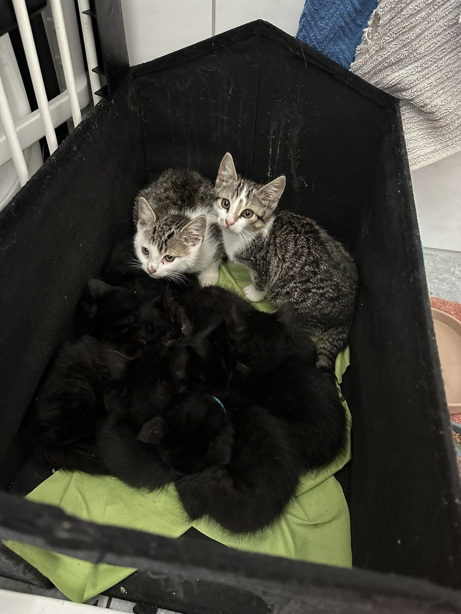 Hier sehen Sie 9 kleine Kitten von den #Nordstadtkatzen