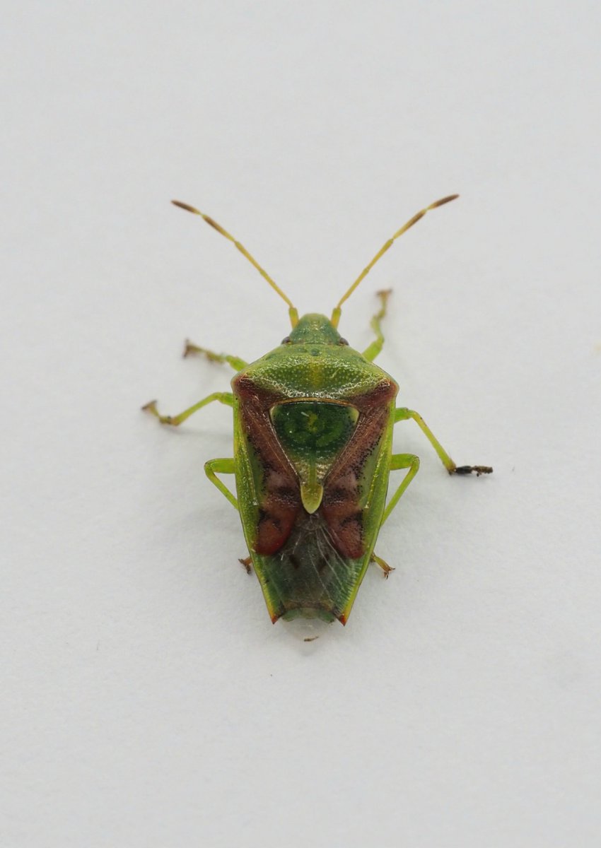 InvertDan's tweet image. Random non-moth at my moth trap last night, in North Essex - Juniper Shieldbug (Cyphostethus tristriatus).
@peppiatt2
