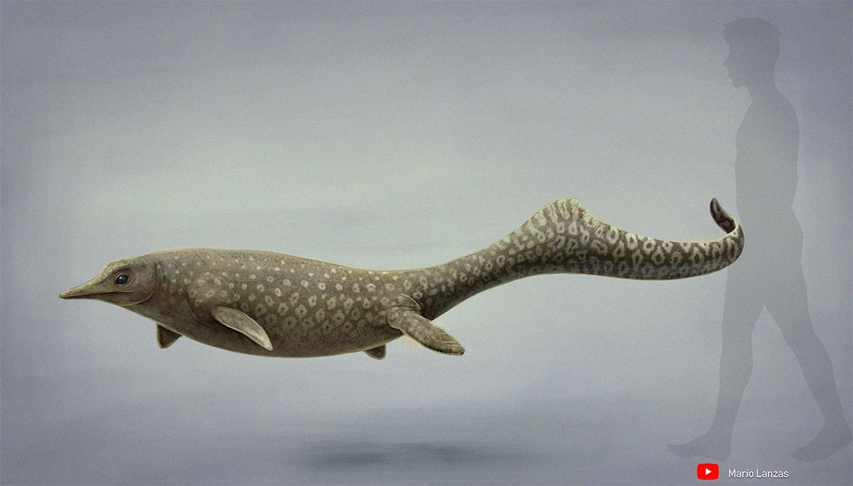 mariolanzas5's tweet photo. UTATSUSAURUS from my new video (https://t.co/wTskBUH128…) dedicated to Ichthyosaurs and relatives, along with many more #utatsusaurus #naturalhistory #paleoart https://t.co/kF25wQx5bc