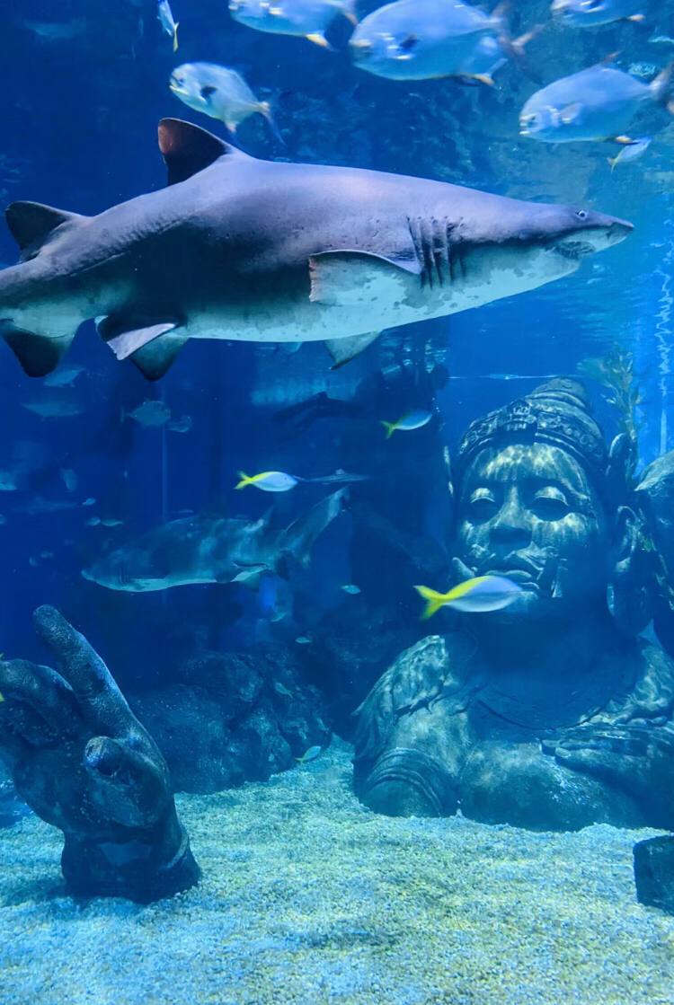 Happy super Sunday and a memorable visit to the underwater world with friends😜🧜‍♀️🪼